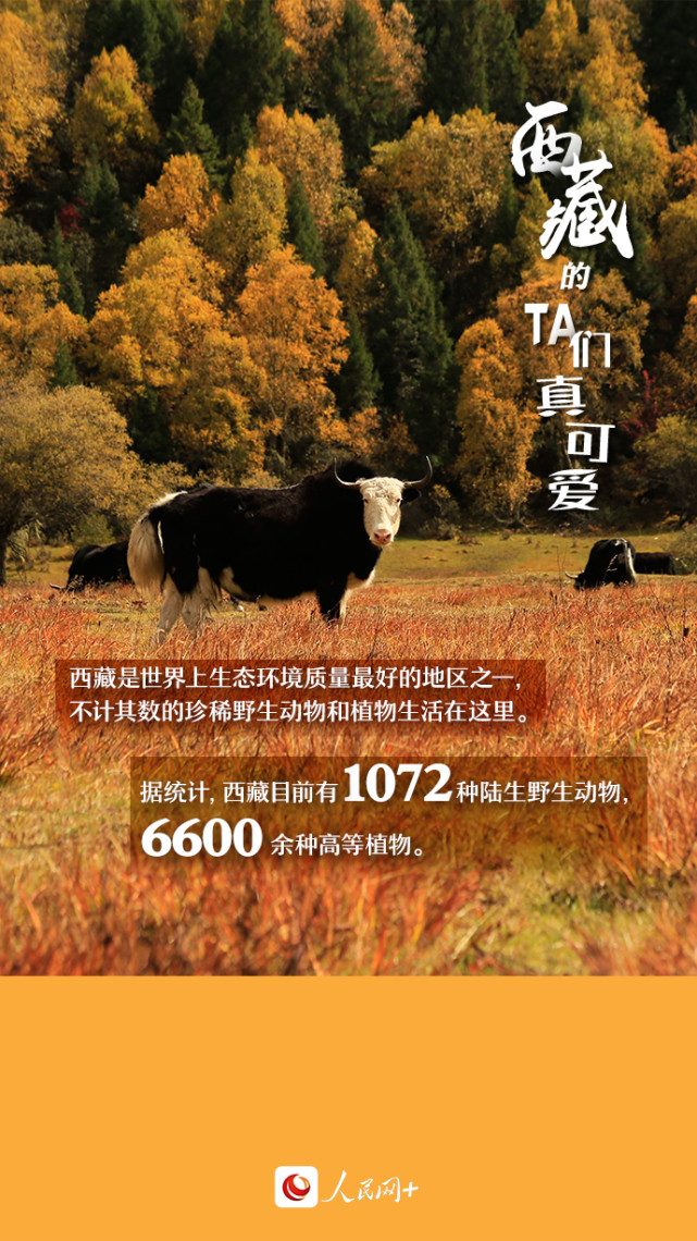 近距離觀察西藏“萌物”，走起！